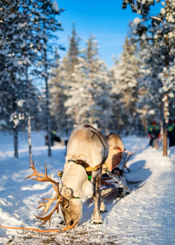 A reindeer grazing in Arctic Finland