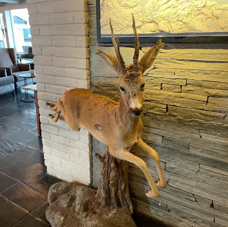 Deer in the hotel lobby 