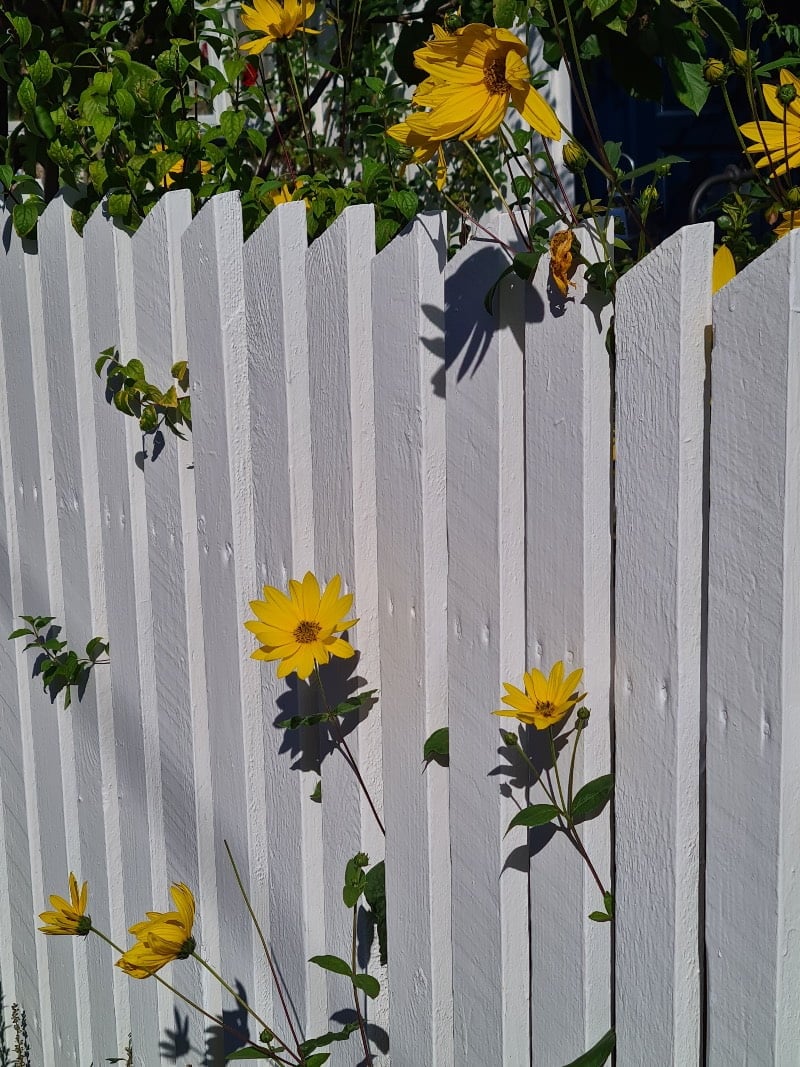 A white wooden fence and bright yellow flowers in Risør, Norway