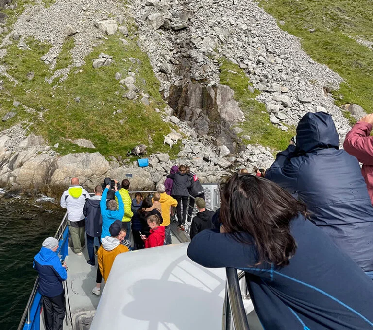 Meeting mountain goats on the Lysefjord sightseeing trip.