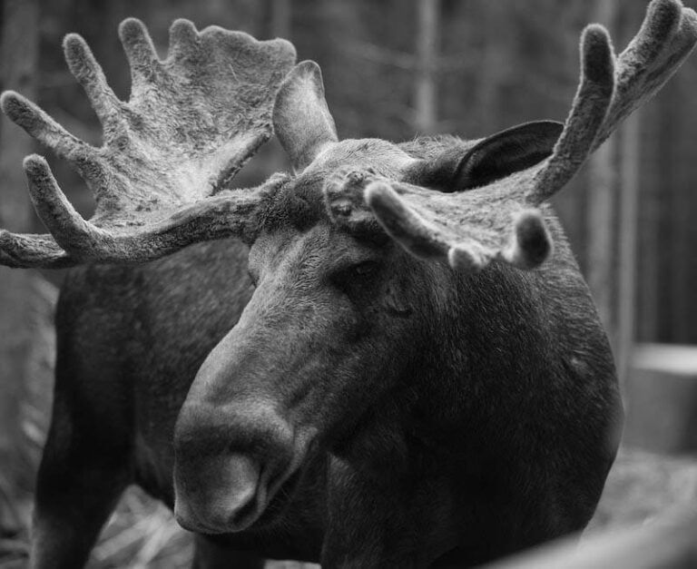 Close-up of an elk in Norway