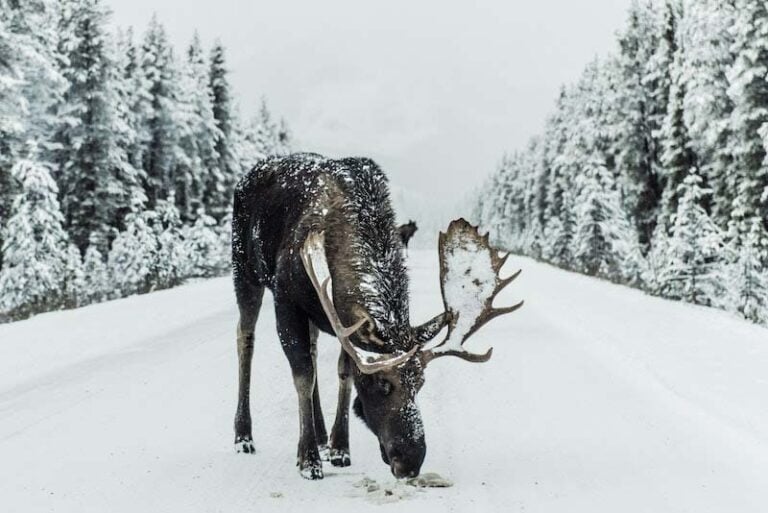Moose in a Norwegian winter