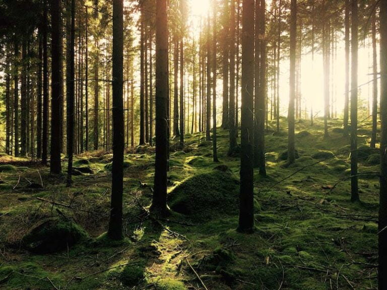 A rural forest scene in Norway