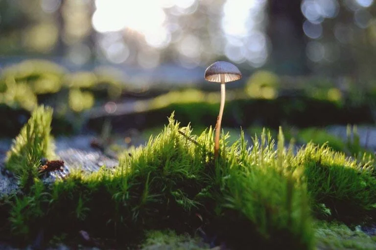 A wild mushroom growing in the forest of Norway