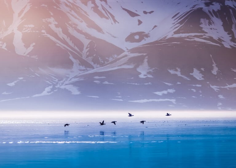 Birds fly above the water in Spitsbergen
