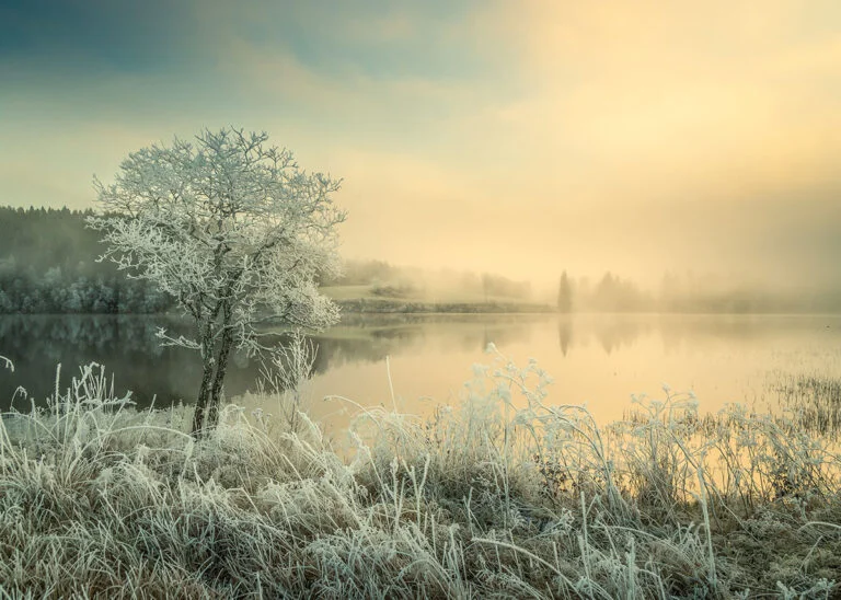 Winter scenery in the forests around Trondheim.