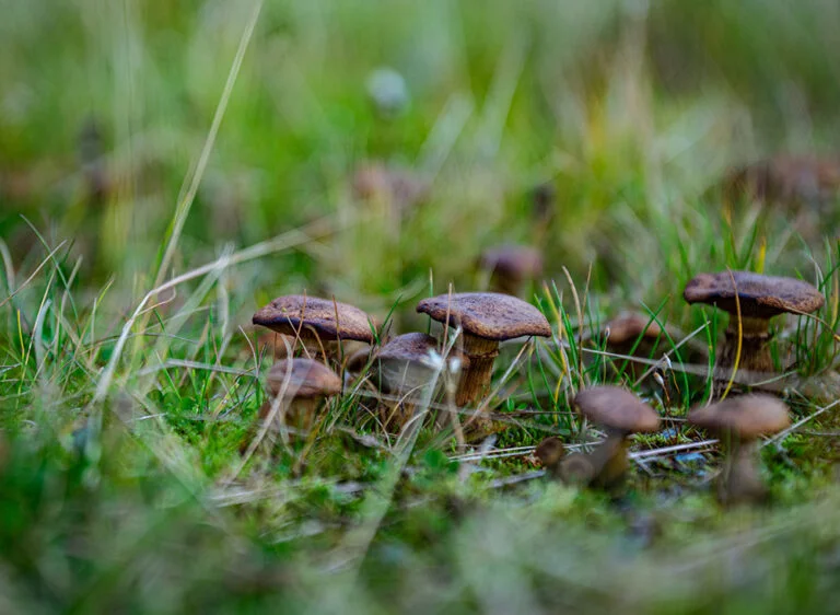Wild mushrooms in a Norwegian forest.
