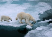 Polar Bears Eating Reindeer: Normal Behaviour or Result of Climate Change?