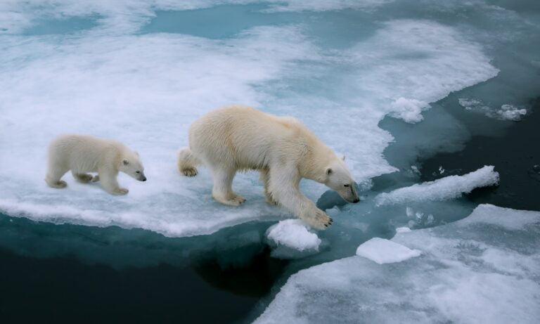 Polar bears hunting in Svalbard