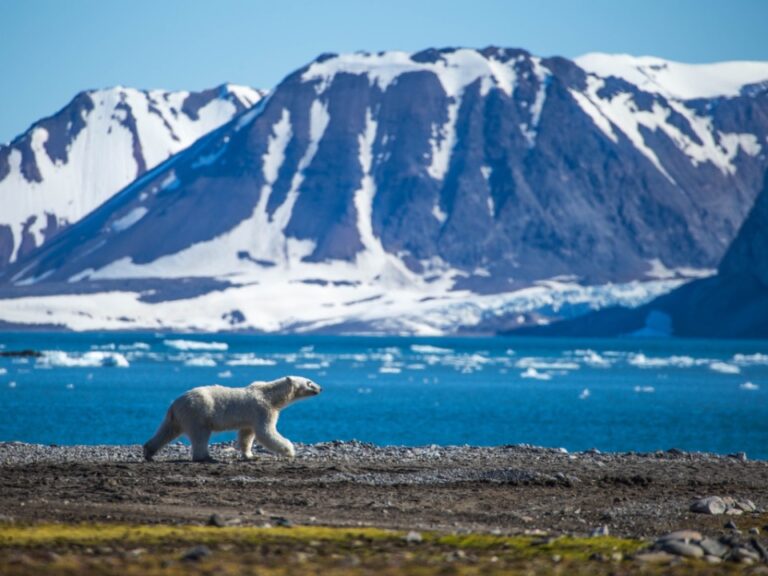 A thin polar bear on south Spitsbergen.
