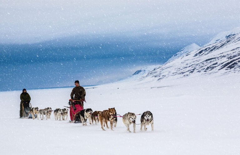 Dog sledding in the snow in Svalbard