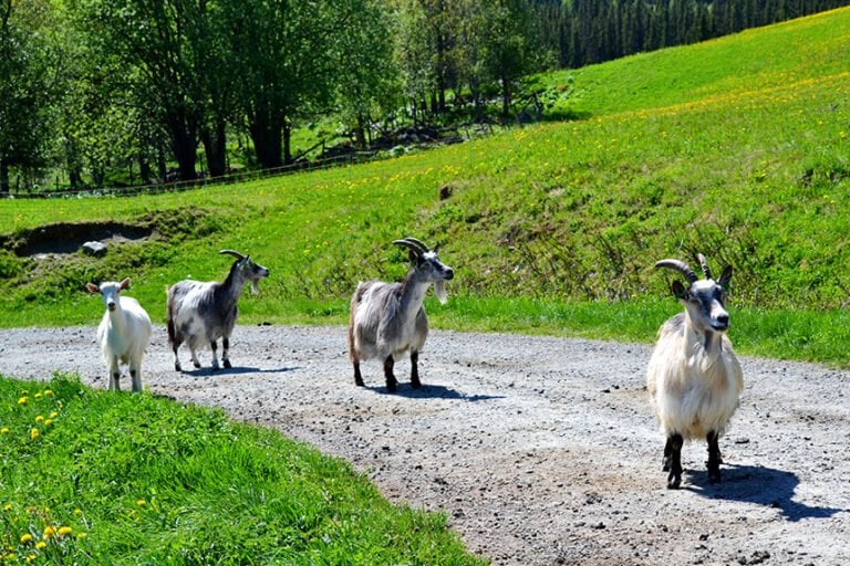 Farm goats in Valdres, Norway