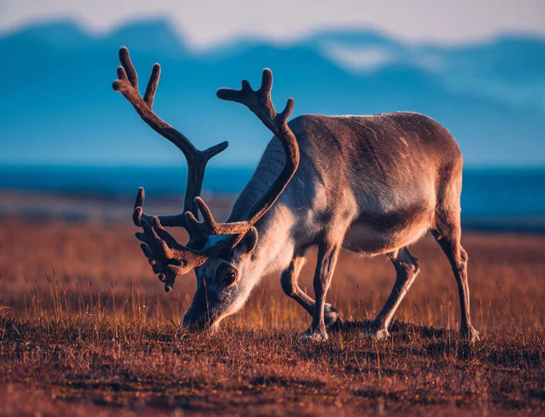 Wild Svalbard reindeer grazing in the Arctic summer.