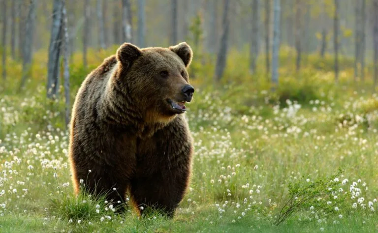 A brown bear wild in Norway