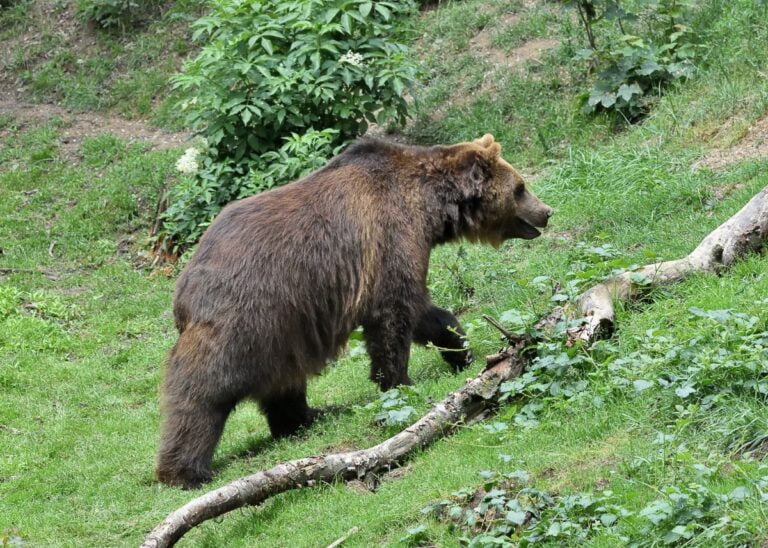 Eurasian brown bear (Ursus arctos arctos)