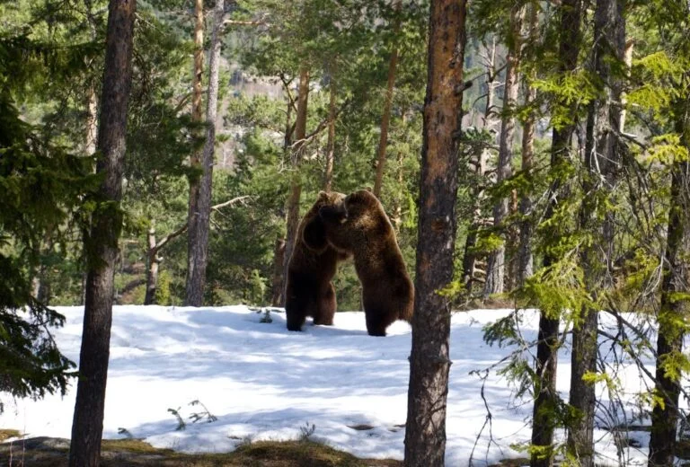 Two brown bears playing in Norway