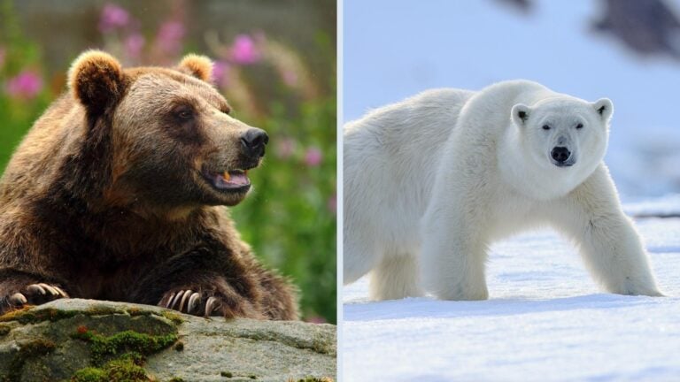 Bears in Norway image