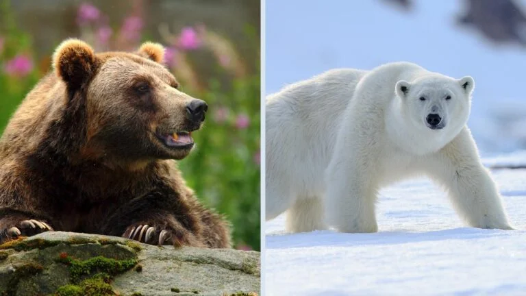 Bears in Norway image