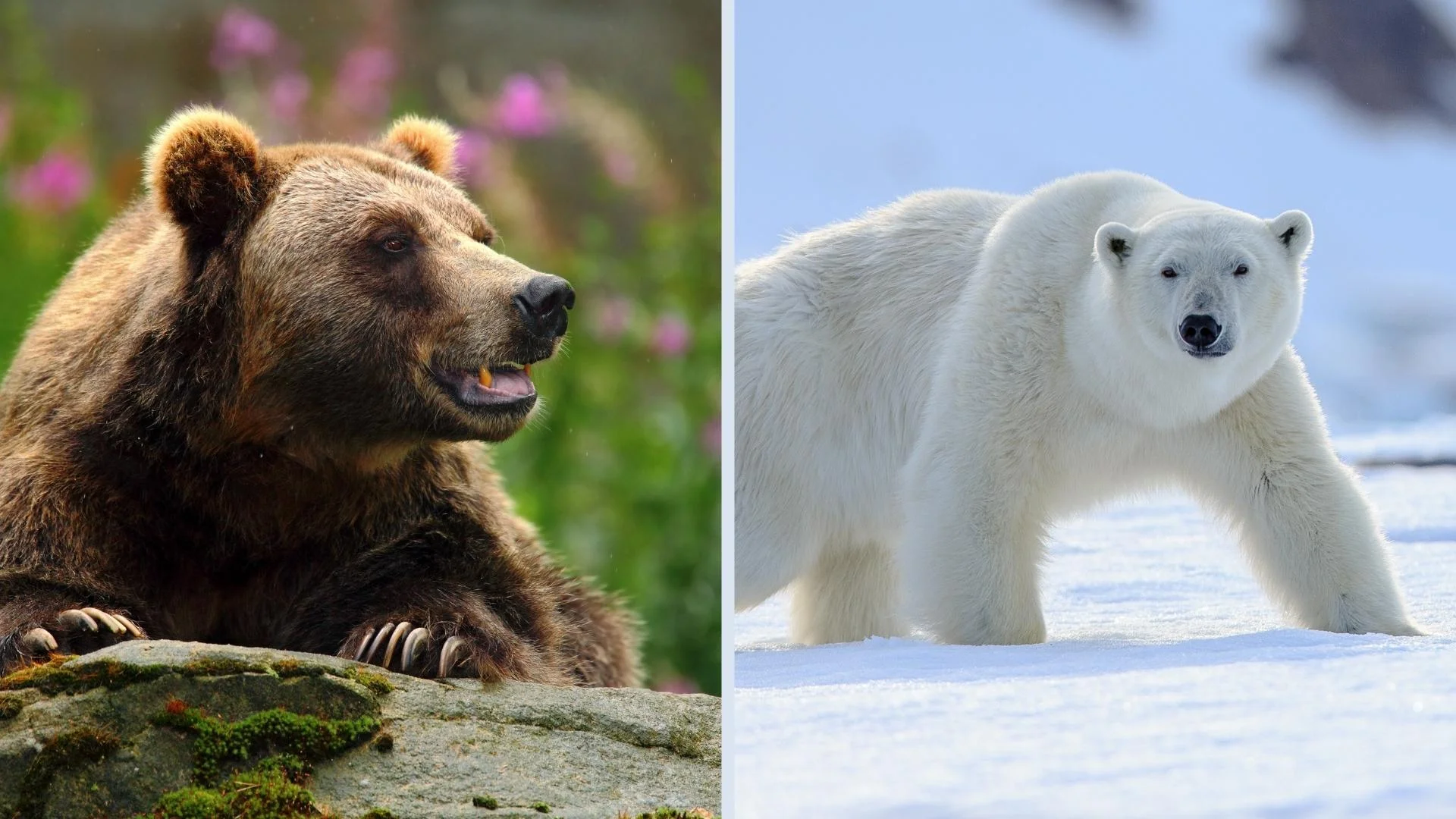 Brown bear and polar bear in Norway