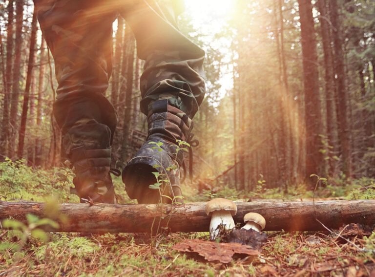 Norwegian hunter walking in a Norway forest.