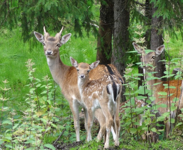 Roe deer (rådyr) in a Norway forest