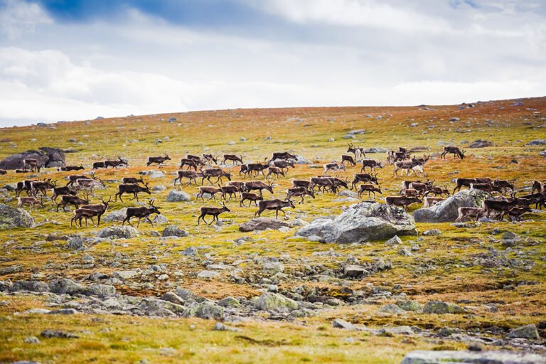 Wild reindeer in Norway's Jotunheimen National Park.