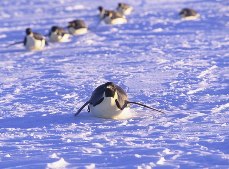 Emperor penguin sliding on ice floe in Queen Maud Land.