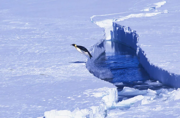 A penguin in Queen Maud Land, Antarctica.