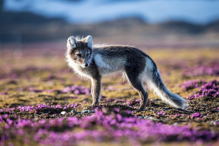 Arctic fox in Longyearbyen, Svalbard