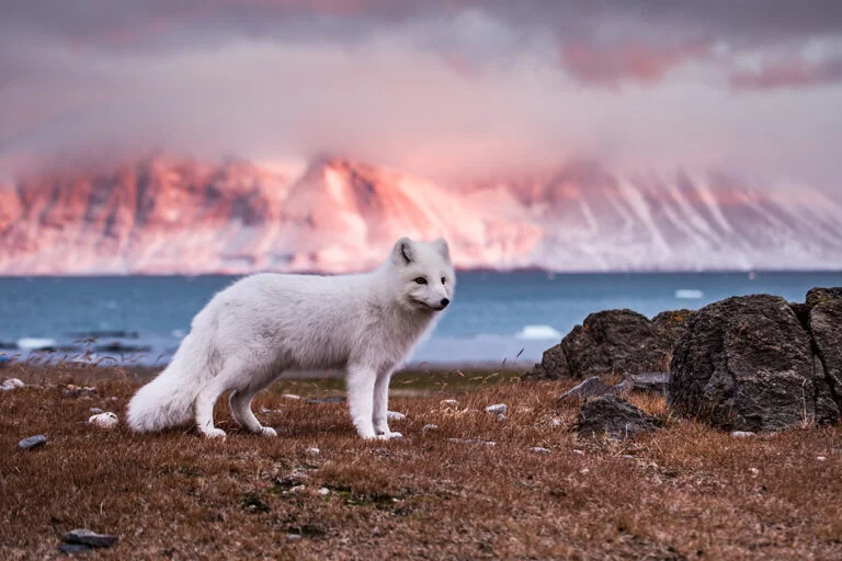 Arctic fox in the Svalbard Autumn.