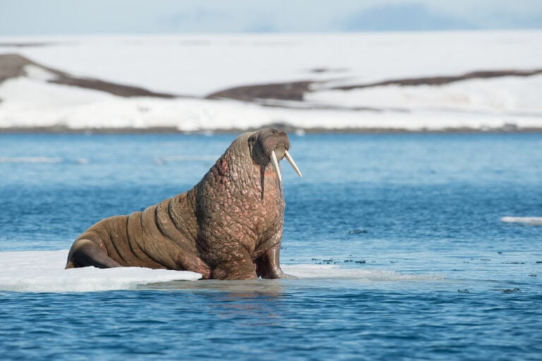 A walrus in more typical habitat.