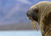 Norway PM Defends Walrus Killing Amid Global Outrage