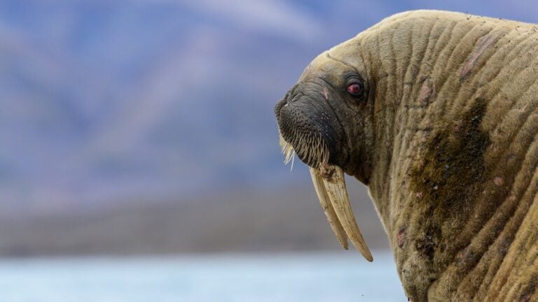 Walrus close-up
