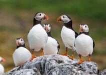 Where to See Puffins in Norway