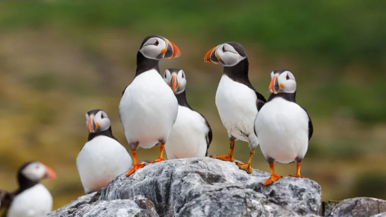 Atlantic puffin colony on the Norwegian coastline.