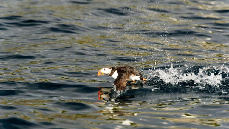 Atlantic puffin swimming near Bleik, Norway.