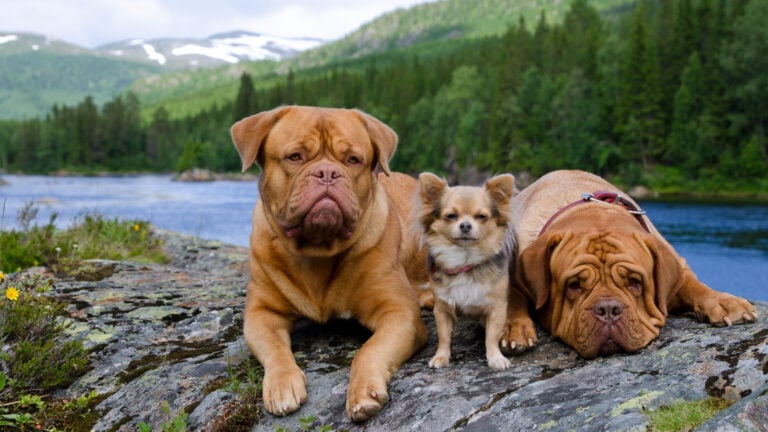 Tres lindos perros en Finnmark, Noruega.