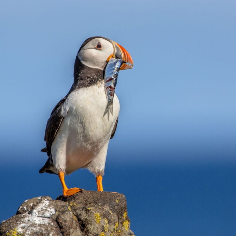 Atlantic puffin eating a fish.