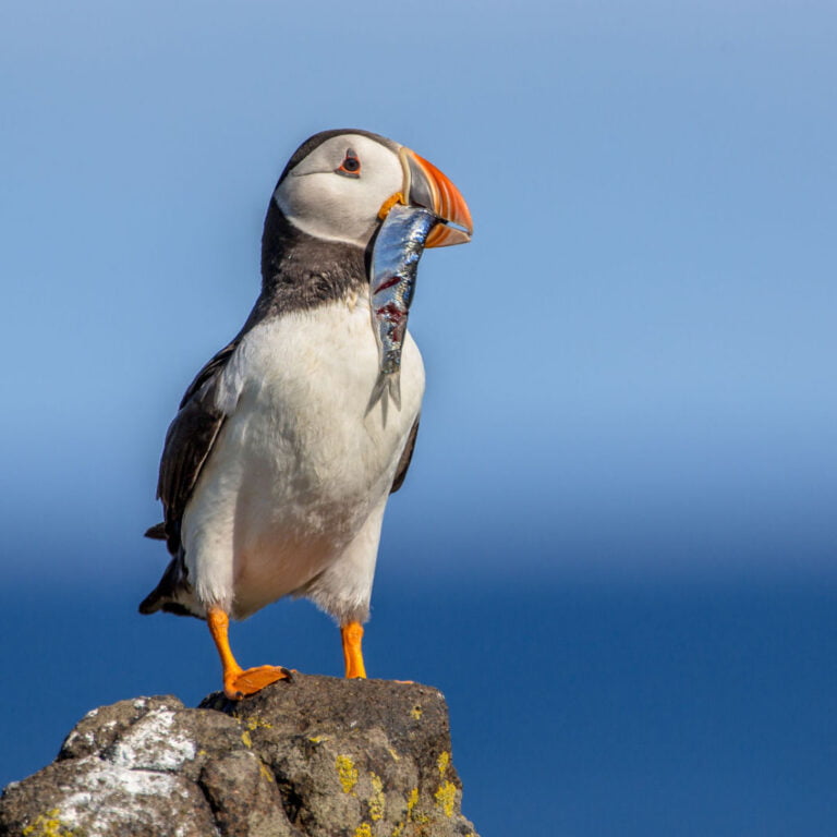 Atlantic puffin eating fish.