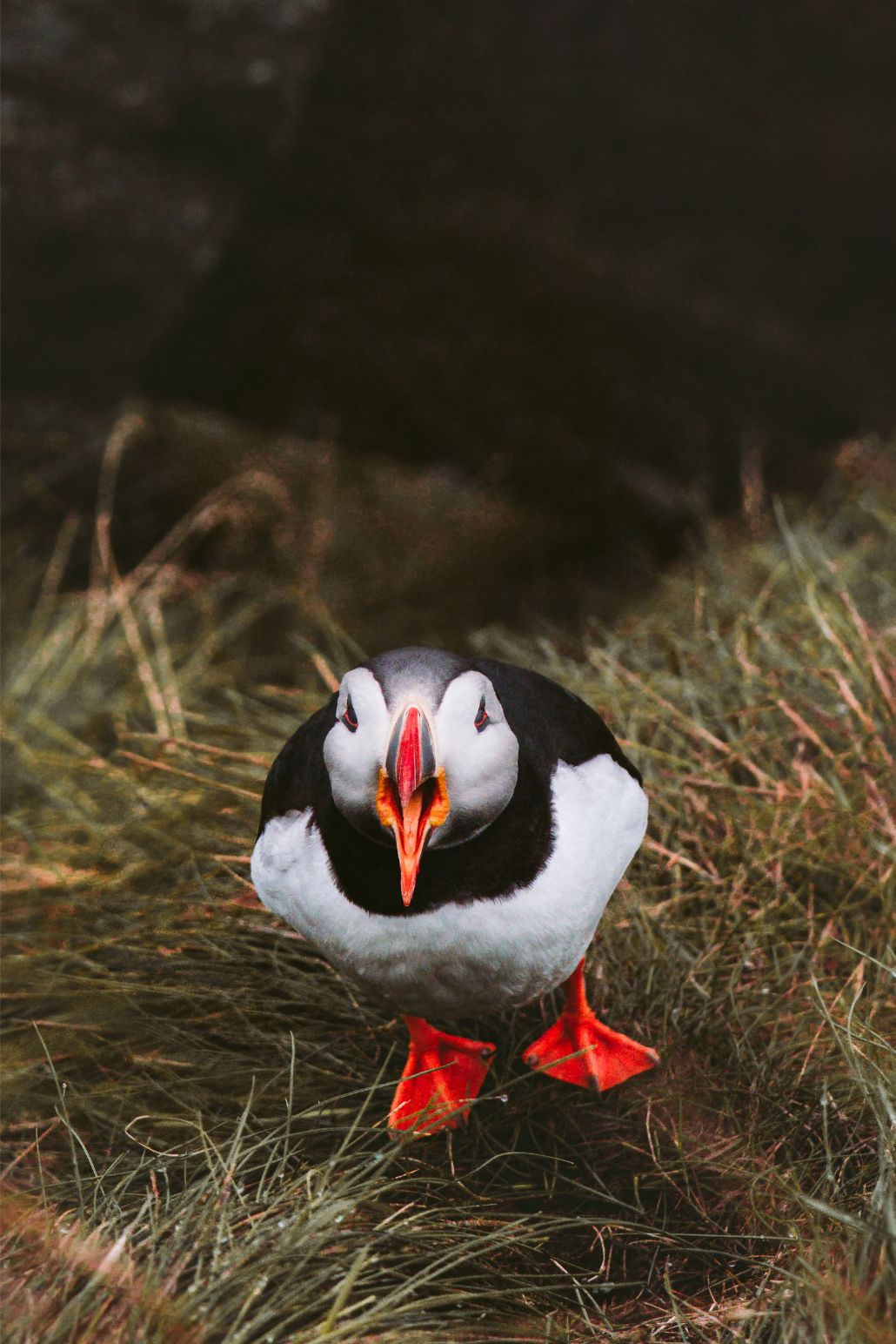 Atlantic Puffin on Runde Island in Norway.