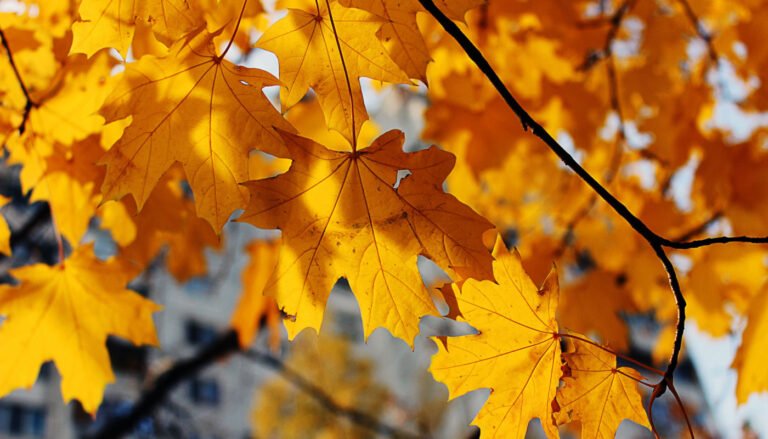 Autumn colors in Norway fall