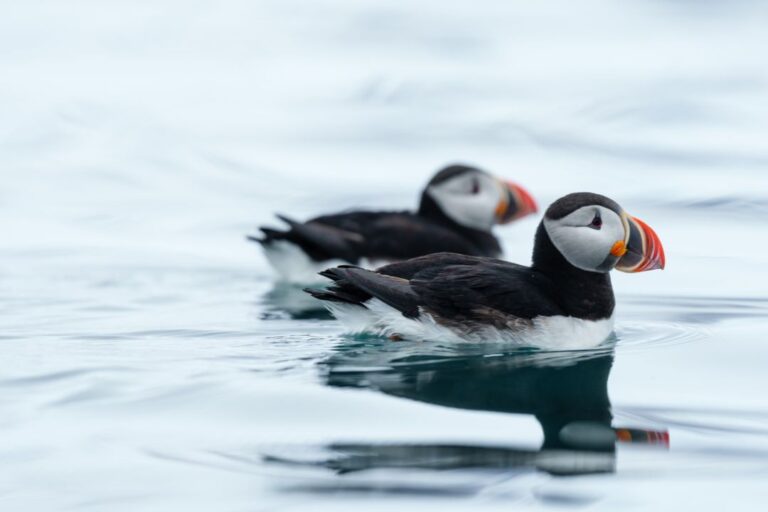 Puffins swimming in the waters of Svalbard.