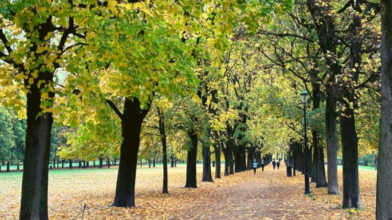 Tree-lined path in Frogner Park.