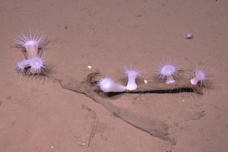 These anemones live at nearly 4000 meters below the surface. The photo was taken by the ROV.