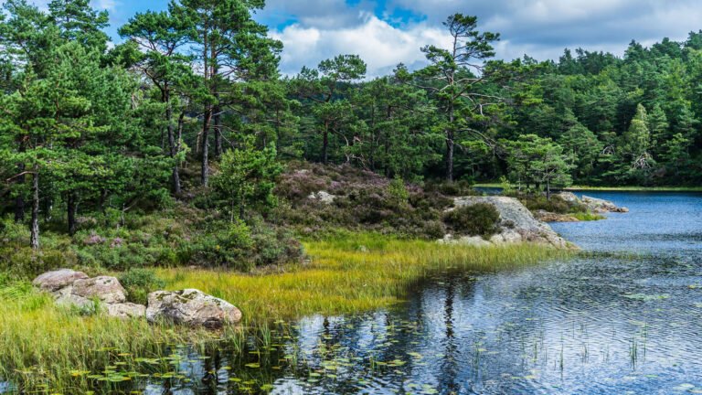 A lake at Baneheia in Kristiansand, Norway.