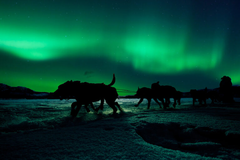 Dog sledding under the northern lights.