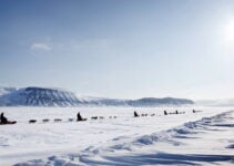 Dog Sledding in Norway: What to Expect