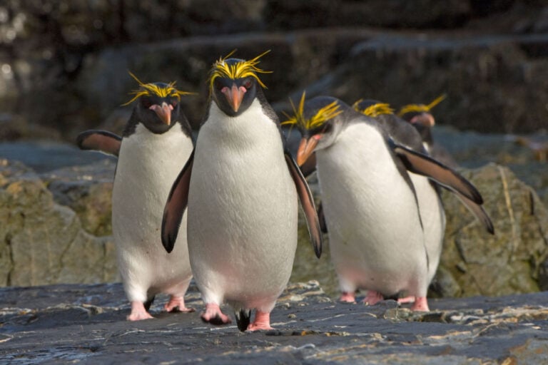 Macaroni Penguins.