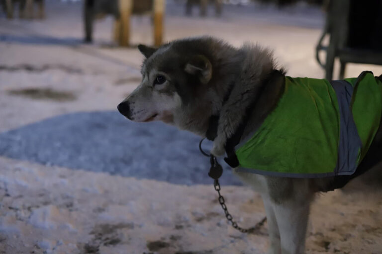 The dogs were a cross of Greenland dog and Alaskan husky. Photo: Daniel Albert.