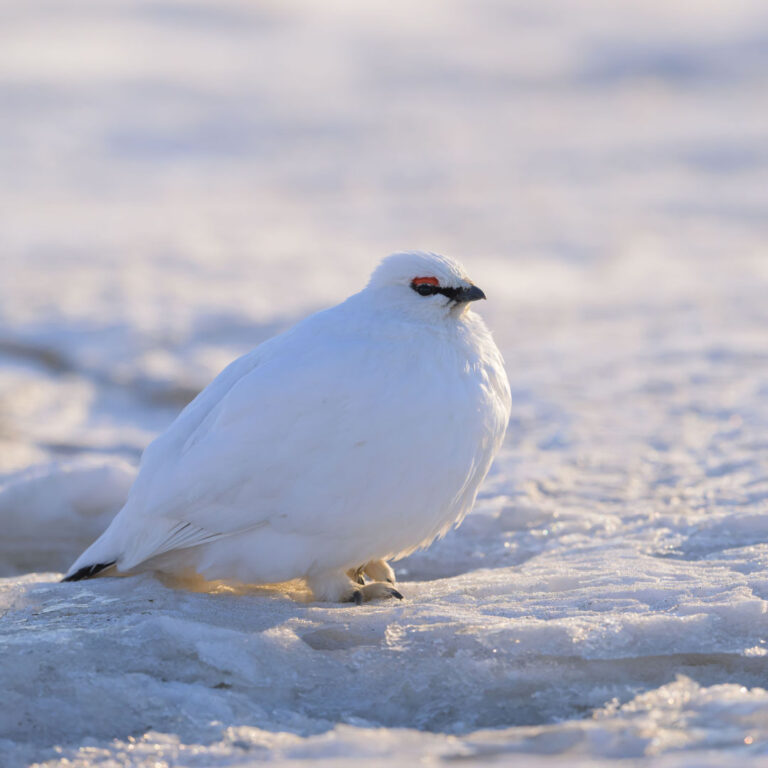 Svalbard Rock Ptarmigan in the winter.